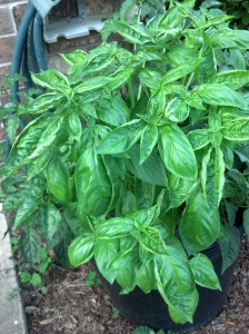 Fresh basil from the yard. Smells and tastes delicious!